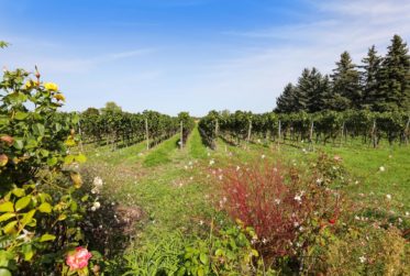 Ravissante villa en camapgne avec Jardin en Bordure des Vignobles de Jussy